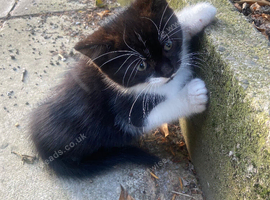 1 male kitten