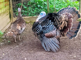 Wild American Turkey trio