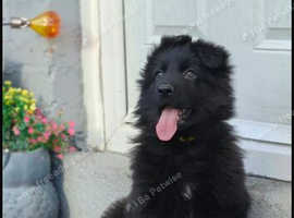 2 stunning female jet black pups