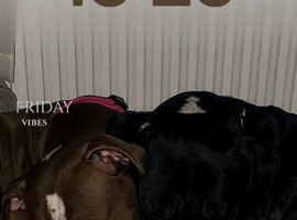 Puppies