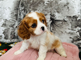 Beautiful King Charles spaniel