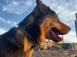 Belgian malinois x collie