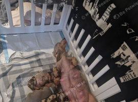 Dachshund puppies for sale