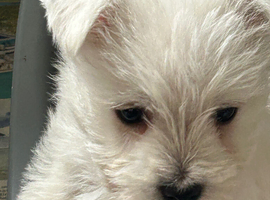 Beautiful Westie pups