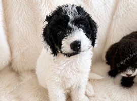 Beautiful Cockapoo Puppies Available now