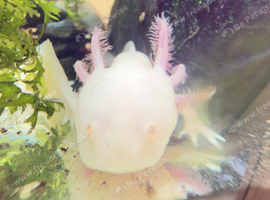 Axolotls For Sale - dirty leucistic in Nuneaton