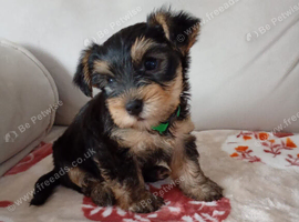 Yorkshire terrier puppies