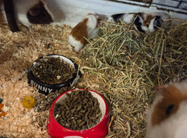 Male guinea pigs