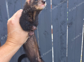 Jill + hutch
