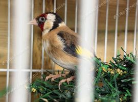British goldfinch proven pair