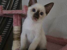 Siamese Seal point male Kitten