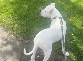Boxer cross staff albino male