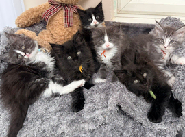 6 Beautiful full pedigree TICA registered Maine Coon kittens