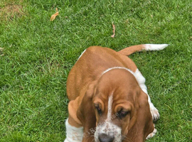 Basset hound puppies