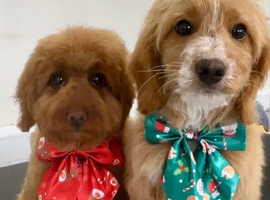 Cockerpoo puppies