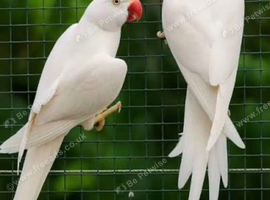 need albino ring necks