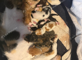 Colourful kittens