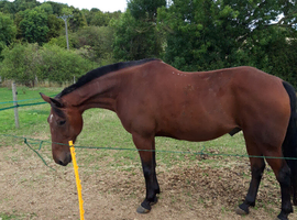 For sale or full loan to move yards with contract in place