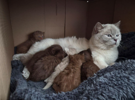 3  fluffy Scottish fold and straight females left