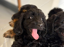 Daxiepoo girls and boys puppies are ready now
