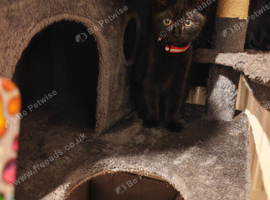 9 weeks old male kitten
