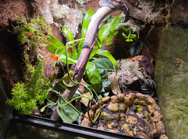 Complete Bioactive Dart Frog Starter Vivarium Setup &ndash; Ideal Beginner Package