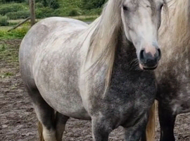 13hh gelding