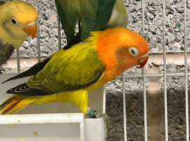 Young Euwing slaty lovebird