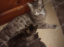 Beautiful Siberian kittens ready to leave