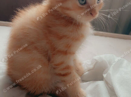 Looking for my forever home