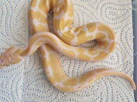 Female enchi albino 100% het piebald