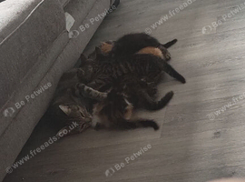 3 kittens for sale