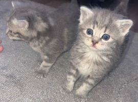 4 British shorthair kittens