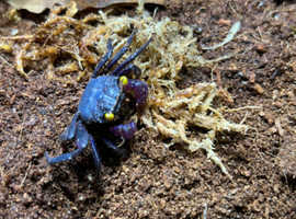 Vampire Crabs at Birmingham Reptiles