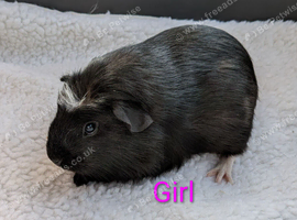 Male & female Baby Guinea pigs for sale
