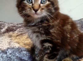 4 Gorgeous kittens, tabby/ bengal