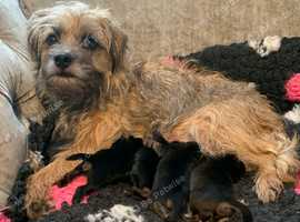Cracking kc slem free border terrier bitch puppy