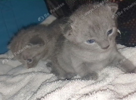 Russian blue kittens
