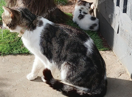 2 fluffy girl kittens ready now