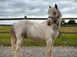Welsh x colt to make 13.3+