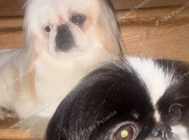 Pekes bi colou blk white & liver girls 18 months black white l
