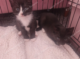 KITTENS