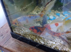 Two gold fish