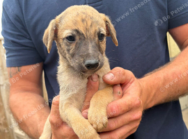 Genuine 3/4 whippet 1/4 collie pups ready now