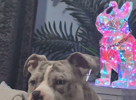 Gorgeous boy blue