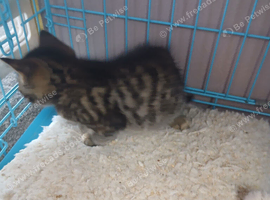 11 week old tabby  female kitten