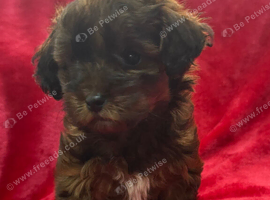 DNA HEALTH TESTED Male yorkiepoo pup poodle x yorkie