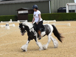 13hh piebald cob gelding