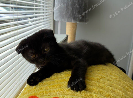 Scottish fold