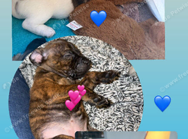 Cairn x patterdale pups